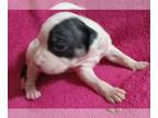 American Bully PUPPY FOR SALE ADN-778158 - American Bully Standard size