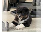 Australian Shepherd PUPPY FOR SALE ADN-778159 - Australian Shepherd Puppies