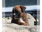 Boxer PUPPY FOR SALE ADN-778161 - Boxer