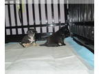Chihuahua PUPPY FOR SALE ADN-778163 - CKC Chihuahuas