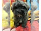 Havanese PUPPY FOR SALE ADN-778165 - Havanese Puppies Available Beautiful