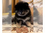 Pomeranian PUPPY FOR SALE ADN-778171 - Simon