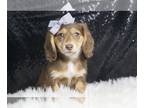 Dachshund PUPPY FOR SALE ADN-778174 - Nutmeg ACA Mini Dachshund