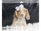 Dachshund PUPPY FOR SALE ADN-778175 - Ginger ACA Mini Dachshund