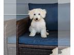 Bichon Frise PUPPY FOR SALE ADN-778182 - Sweet Blossom