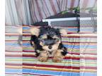 Yorkshire Terrier PUPPY FOR SALE ADN-778185 - Morkie puppies