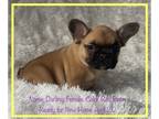 French Bulldog PUPPY FOR SALE ADN-778188 - Big Rope French Bulldog Puppies