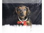 Dachshund PUPPY FOR SALE ADN-778189 - Whiskey AKC Mini Dachshund