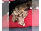 American Pit Bull Terrier PUPPY FOR SALE ADN-778193 - Pitbull Puppies