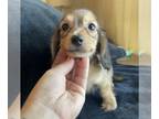 Dachshund PUPPY FOR SALE ADN-778194 - Tiny tot