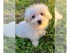 Maltese PUPPY FOR SALE ADN-778197 - Female Maltese