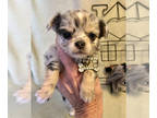 Chihuahua PUPPY FOR SALE ADN-778203 - AKC Champion line Bonanza