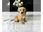 Golden Retriever PUPPY FOR SALE ADN-778218 - Golden Retriever Puppy
