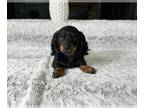 Dachshund PUPPY FOR SALE ADN-778229 - Dachshund Puppy