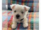 West Highland White Terrier PUPPY FOR SALE ADN-778238 - White Westies