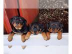 Rottweiler PUPPY FOR SALE ADN-778239 - Beautiful Rottweiler
