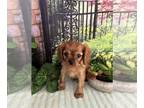 Cavalier King Charles Spaniel PUPPY FOR SALE ADN-778242 - Ruby litter