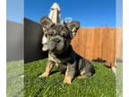 French Bulldog PUPPY FOR SALE ADN-778249 - BIG ROPE VISUAL FLUFFY