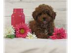 Poodle (Toy) PUPPY FOR SALE ADN-778256 - Toy Poodle