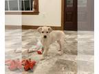 Labrador Retriever PUPPY FOR SALE ADN-778260 - Lucy