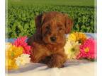 Goldendoodle (Miniature) PUPPY FOR SALE ADN-778264 - Mini F1b Goldendoodle