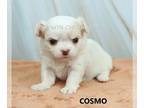 Chihuahua PUPPY FOR SALE ADN-778277 - AKC COSMO