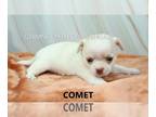 Chihuahua PUPPY FOR SALE ADN-778278 - AKC COMET