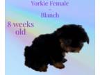 Yorkshire Terrier PUPPY FOR SALE ADN-778284 - Female Yorkie