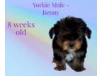 Yorkshire Terrier PUPPY FOR SALE ADN-778285 - Male Yorkie
