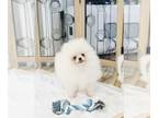 Pomeranian PUPPY FOR SALE ADN-778286 - 3m old white male pomeranian