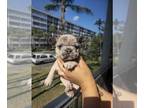 French Bulldog PUPPY FOR SALE ADN-778287 - French bulldog