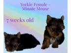 Yorkshire Terrier PUPPY FOR SALE ADN-778289 - TINY Female Yorkie