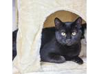 Adopt Saturn a Domestic Short Hair