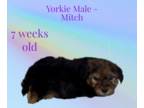 Yorkshire Terrier PUPPY FOR SALE ADN-778291 - Male Yorkie