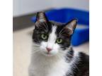 Adopt Sweetie Pie a Domestic Short Hair