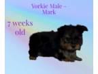 Yorkshire Terrier PUPPY FOR SALE ADN-778292 - Male Yorkie