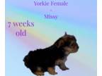Yorkshire Terrier PUPPY FOR SALE ADN-778294 - Female Yorkie
