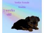Yorkshire Terrier PUPPY FOR SALE ADN-778295 - Female Yorkie