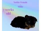 Yorkshire Terrier PUPPY FOR SALE ADN-778296 - Female Yorkie