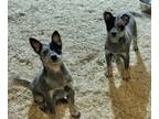 Australian Cattle Dog PUPPY FOR SALE ADN-778297 - Blue Heeler Puppies