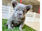 French Bulldog PUPPY FOR SALE ADN-778303 - ISABELLA VISUAL FLUFFY