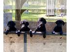 Labrador Retriever PUPPY FOR SALE ADN-778305 - Labrador Retriever Puppies