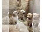 Golden Retriever PUPPY FOR SALE ADN-778306 - Golden Retriever Puppy in Allen TX