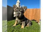 French Bulldog PUPPY FOR SALE ADN-778307 - BIG ROPE VISUAL FLUFFY