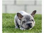 French Bulldog PUPPY FOR SALE ADN-778309 - BLUE BIG ROPE