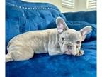 French Bulldog PUPPY FOR SALE ADN-778312 - BLUE TRINDLE EXOTIC