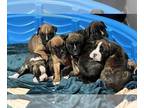 Boxer PUPPY FOR SALE ADN-778314 - Boxer pups for sale in Ohio