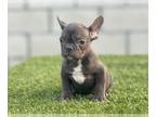 French Bulldog PUPPY FOR SALE ADN-778338 - CHOCOLATE COLOR