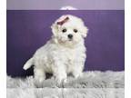 Maltese PUPPY FOR SALE ADN-778341 - AD 1 Adorable AKC UABR Maltese puppies for