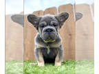 French Bulldog PUPPY FOR SALE ADN-778362 - BIG ROPE VISUAL FLUFFY